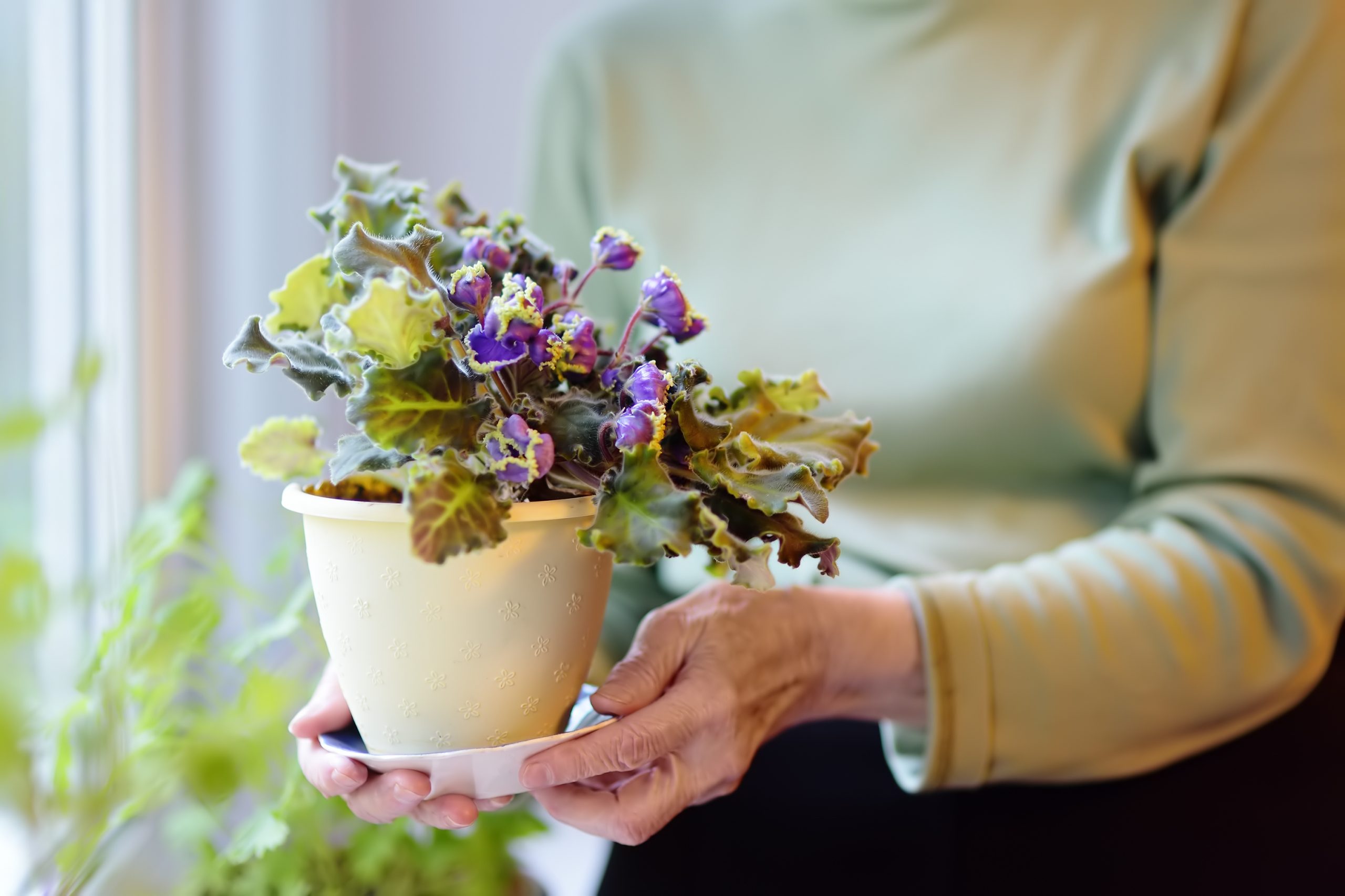 senior woman hands flowerpot hobby elderly pot care lady take care flower home 75 80 longevity t20 1Q9RKO scaled