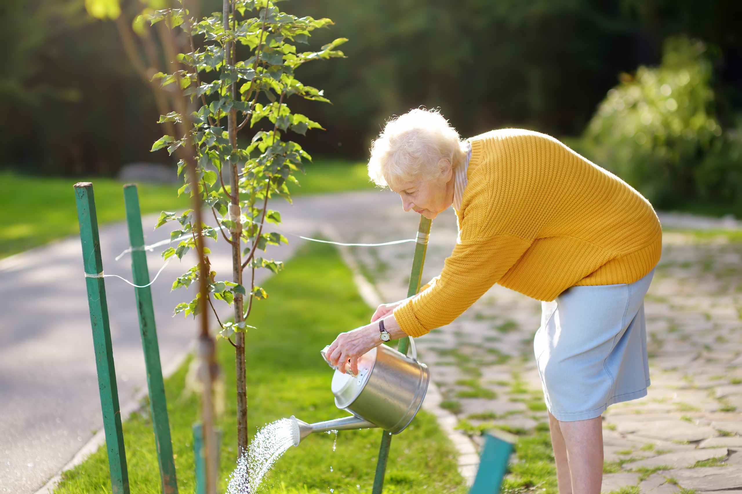 senior woman volunteer watering watering can pensioner tree lady 70 75 garden 75 80 age aged care t20 Ll1YW7 scaled